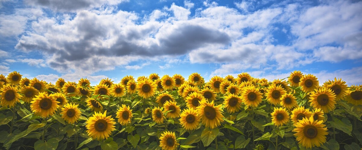 Sunny Flowers, Cloudy Sky - Andy Soar